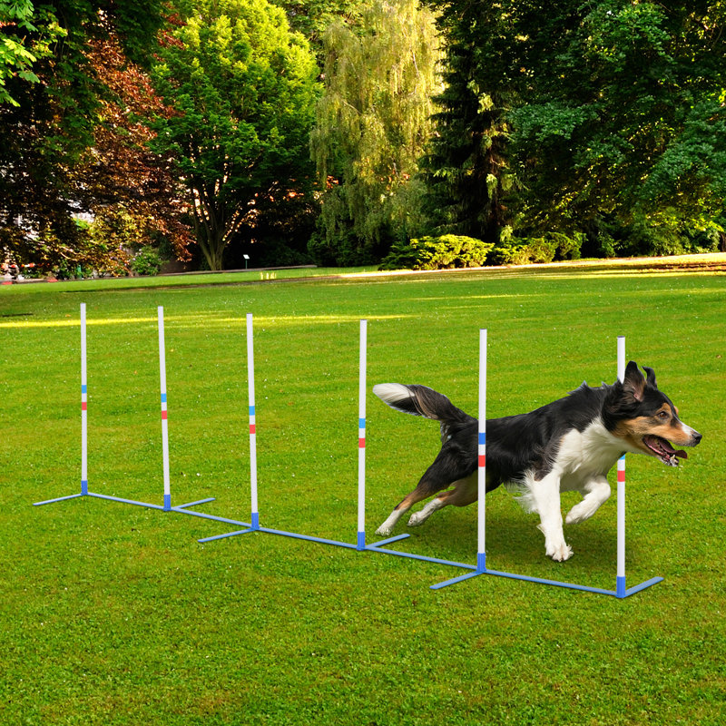 Pawhut dog obstacle agility training kit best sale